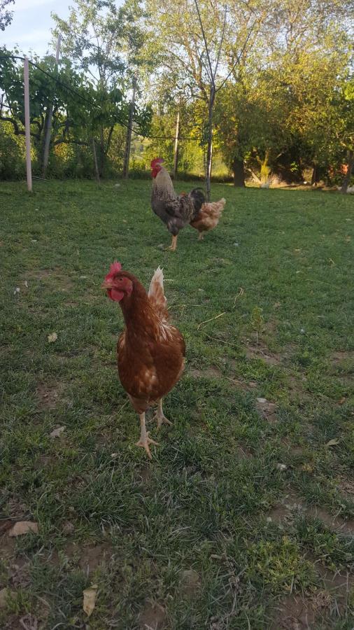 Agriturismo La Ginestrella Civitella D'Arna Екстер'єр фото